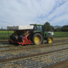 Plantación de lechugas en la comarca burgalesa de Las Merindades, la zona más fructífera de la provincia gracias al impulso de sus productores.-LECHUGA DE MEDINA