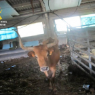 Denuncian en La Demanda (Burgos) a un ganadero por abandono y maltrato animal-Ical