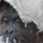 Sandra, la orangután que lleva desde 1994 recluida en un zoológico de Argentina.-Foto: ATLAS