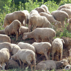 Explotación de ovino situada en la comarca leonesa de El Bierzo.-ICAL