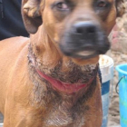 El animal fue recogido por la Guardia Civil.-GUARDIA CIVIL / EUROPA PRESS