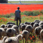 Rebaño de 1500 ovejas realiza la trashumancia por la Cañada Occidental y Oriental Leonesa, en su camino hacia Picos de Europa.-ICAL