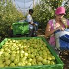 Finca de manzanas en La Rasa de la empresa leridana Nufri.-VALENTÍN GUISANDE