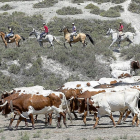 Algunos de los caballistas guían desde una ladera al rebaño de bueyes a su paso por las afueras de la localidad.-PABLO REQUEJO