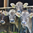 Vacas en una explotación de vacuno lácteo a punto de ser ordeñadas.-RITA E.