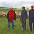 Ángel y Fernando Pastor, con su sobrino Miguel Mayo y sus ovejas en su explotación ecológica de Armuña, en Segovia.-A.P.