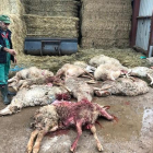 Una docena de ovejas muertas por el ataque de lobos en una explotación a 14 kilómetros de la capital zamorana, en el paraje conocido como 'El Chozo'.-ICAL