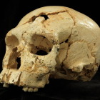 Un cráneo hallado en Atapuerca revela el primer caso documentado de asesinato conocido en la humanidad-ICAL