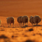 Imagen premiada en el concurso fotográfico del año pasado.-ALFONSO ROLDÁN LOSADA