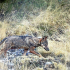 Imagen de un lobo en las inmediaciones leonesas del Parque Natural de Picos de Europa.-ANDONI CANDELA