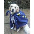 Fotografía de un perro en un colegio electoral en el Reino Unido.-