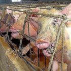 Imagen de archivo de unos cerdos en una explotación de la Comunidad.-ICAL