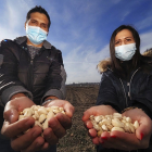 Los investigadores Enrique Barajas Tola y Sara Álvarez Martín muestran pistachos en las instalaciones del ITACyL. MIGUEL ÁNGEL SANTOS / PHOTOGENIC