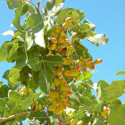 Rama de árbol de pistacho, un cultivo que sigue ganando adeptos en Castilla y León.-E.M.