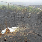 Terreno quemado tras el incendio de Ávila.-E. M.