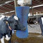 Vacas en una granja de la Comunidad.-ICAL
