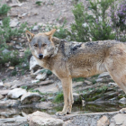 Imagen de lobo ibérico.-J. L. Leal / ICAL