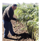 El Cardo Rojo de Ágreda se cultiva en unas 20 hectáreas.-LUIS ÁNGEL TEJEDOR