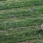 Dos conejos en el jardín de las Cortes de Castilla y León.-RUBÉN CACHO ICAL