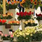 flores