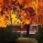 Al menos 480 millones de animales están siendo víctimas de esos devastadores incendios forestales.-EFE