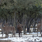 Un grupo de ciervos, ayer, en la reserva natural del Monte el Viejo, cercano a la capital palentina.-ICAL