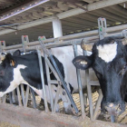 Imagen de vacas en una explotación ganadera.-EUROPA PRESS
