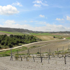 Vista de los viñedos de la bodega AAA 3 Ases (DO Ribera del Duero), en Quintanilla de Arriba (Valladolid)-El Mundo
