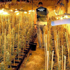 Un agente de la Guardia Civil inspecciona la plantación de marihuana ‘indoor’ encontrada en Mucientes.-GUARDIA CIVIL