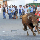 Un momento del primer encierro con el que se iniciaron las fiestas de Pedrajas de San Esteban.-MIGUEL ÁNGEL SANTOS (PHOTOGENIC)