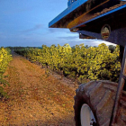 Un momento de la vendimia en la noche de ayer en los viñedos de Prado Rey de la Denominación de Origen Rueda.-Pablo Requejo