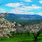 Los almendros ya están en flor en Poza de la Sal y en el Valle de las Caderechas los cerezos alcanzarán su máximo esplendor hacia finales de abril. / ENRIQUE RIVERO / DIPUTACIÓN DE BURGOS