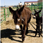 Caballo autóctono en la finca experimental y núcleo de conservación de razas autóctonas de Madridanos (Zamora)-Ical