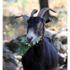 La cabra Verata se alimenta de «todo tipo de comida» que se encuentra en su hábitat natural.-ICAL