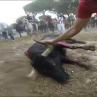 Imagen del último festejo del Toro de la Vega con el animal ya muerto-E. M.