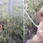 Naif fue hallado con una puñalada en la nuca y atado a un poste.-ELREFUGIO.ORG