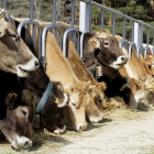 La macrogranja aumentaría en un 16% el censo de Castilla y León de vacas lecheras adultas.-LUIS ÁNGEL TEJEDOR