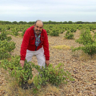 El viticultor Javier Sanz Cantalapiedra sujeta las hojas de un verdejo prefiloxérico con más de 150 años situado en el Pagodel Saltamontes, en el corazón vitícula de La Seca (Valladolid)-I.M.