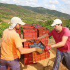 Dos vendimiadores cargan unas cajas con uvas de la variedad mencía recién cortadas, en El Bierzo, durante esta campaña.-ICAL