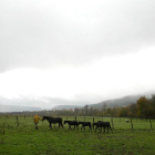 Una manada de caballos losinos, encabazada por un caballo español, por los prados de Quincoces de Yuso (Burgos).-ICAL