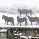 Nieve en la provincia de León.-CARLOS S. CAMPILLO/ ICAL