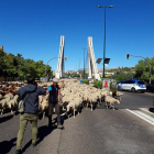 Momento en el que el pastor atraviesa el puente de la Hispanidad con su ganado.-POLICIA VALLADOLID