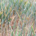 Campo de trigo afectado por la sequía en Villalba de la Lampreana (Zamora).-J.Gil
