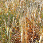 Campo de cereal afectado este campaña por la sequía en Castilla y León.-E.M.