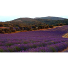 Plantación de lavanda y lavandina en la localidad de San Felices (Soria) que ha puesto en marcha esta pareja de emprendedores.-Cedida