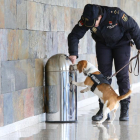 Uno de los perros de la Unidad Canina con uno de sus guías.-ICAL