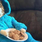 El gato en pijama protagonista de la historia.-TWITTER