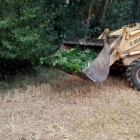 Una excavadora retira marihuana de la plantación ilegal.-E.M.