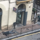 El asaltante burgalés, tendido en el suelo y herido, antes de ser detenido. Dentro del banco se refugió el mirandés.-ECB