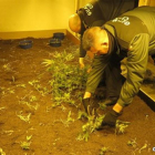 Guardia civil incautando la plantación.-EUROPA PRESS